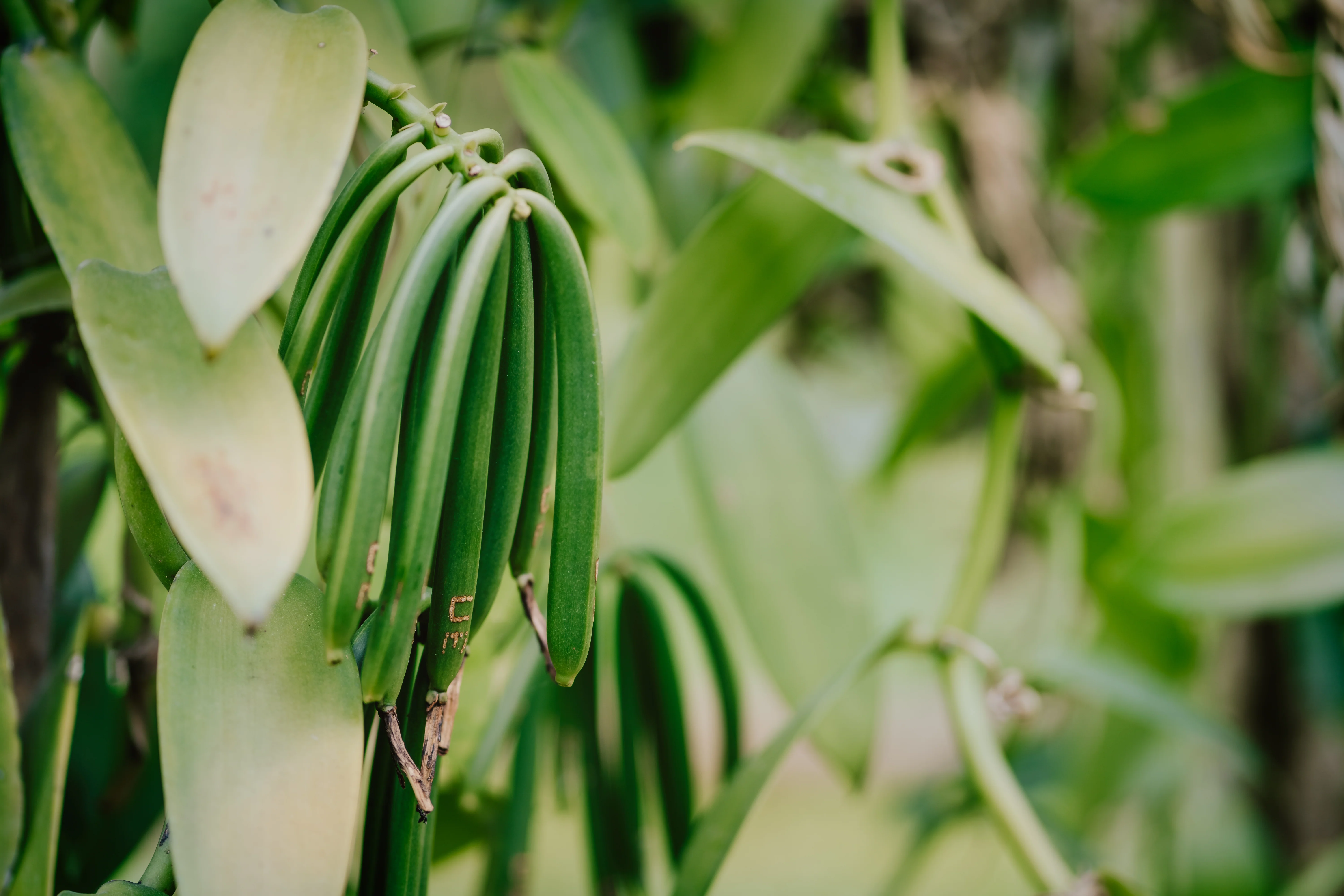 Co-Op Pricing Burundi Grade A Vanilla Beans (Per Ounce) - Image 6