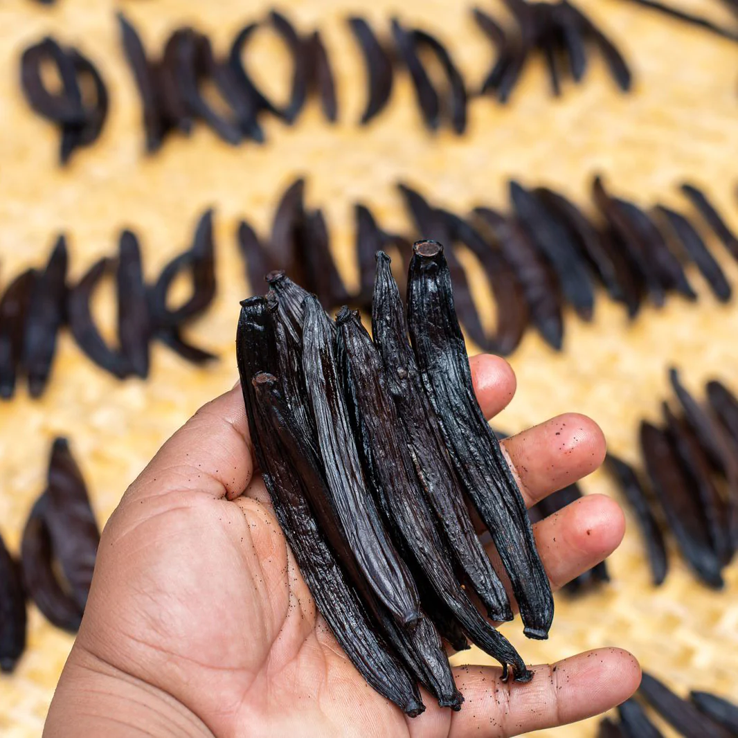 Co-Op Pricing Guatemala Grade A Vanilla Beans (Per Ounce) - Image 2