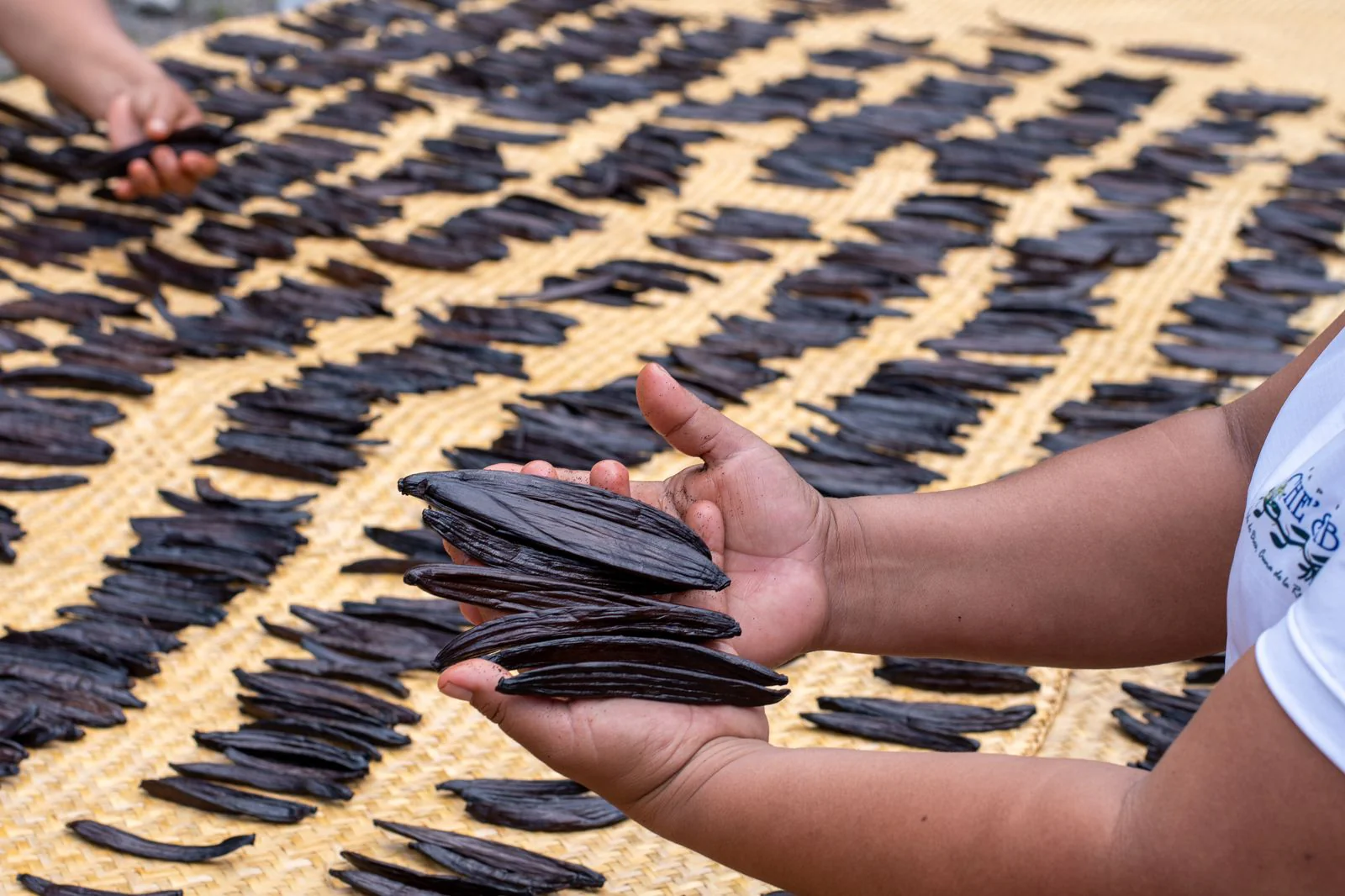 Co-Op Pricing Guatemala Grade A Vanilla Beans (Per Ounce) - Image 3
