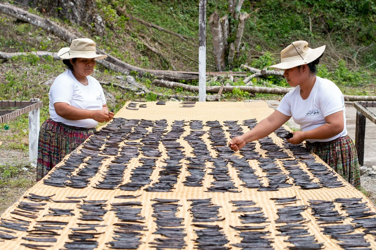 Co-Op Pricing Guatemala Grade A Vanilla Beans (Per Ounce) - Image 7