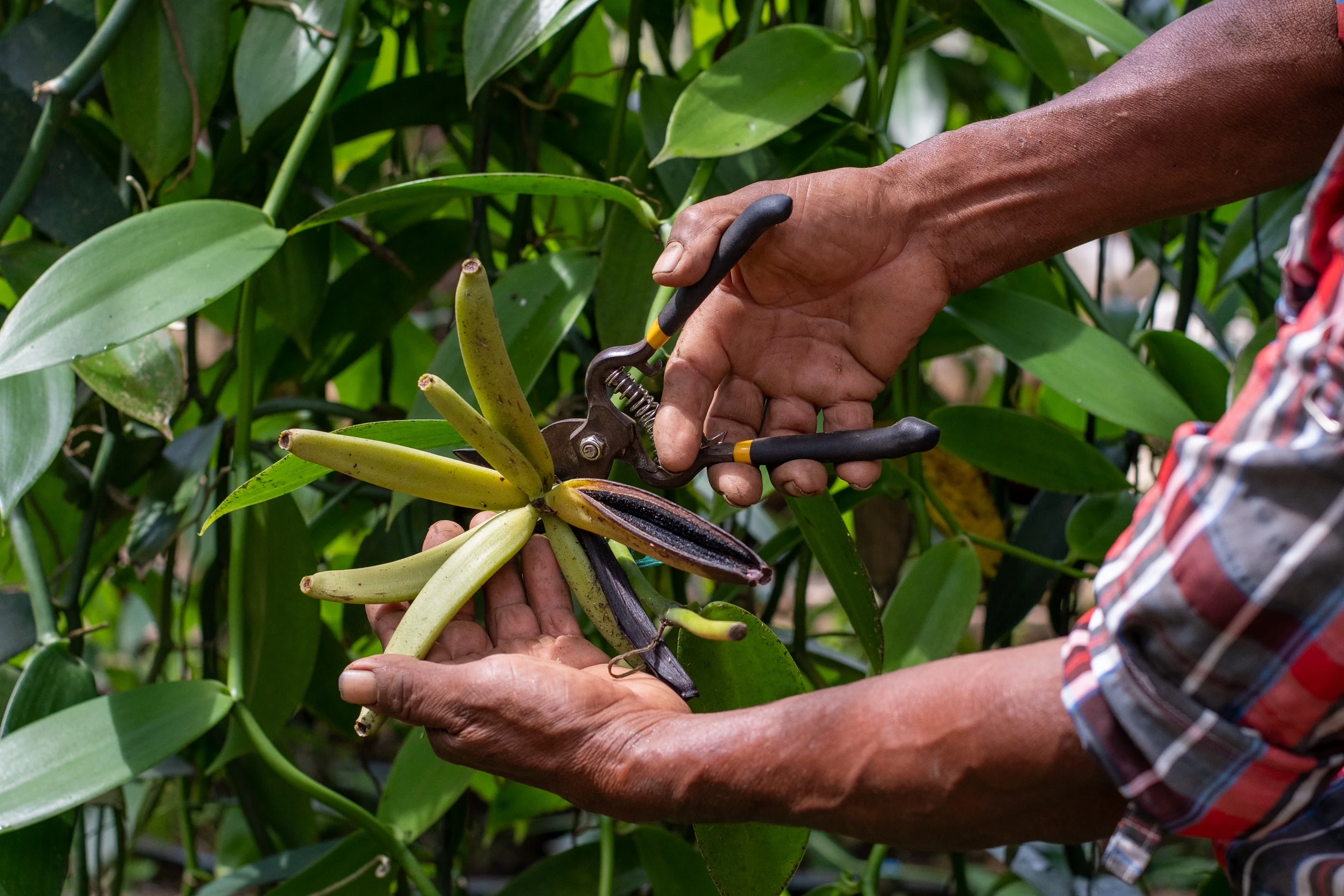 Co-Op Pricing Guatemala Grade A Vanilla Beans (Per Ounce) - Image 9