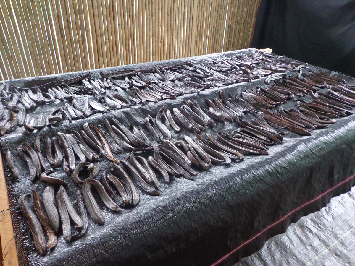 Co-Op Pricing Peruvian Grade A Vanilla Beans (Per Ounce) - Image 8