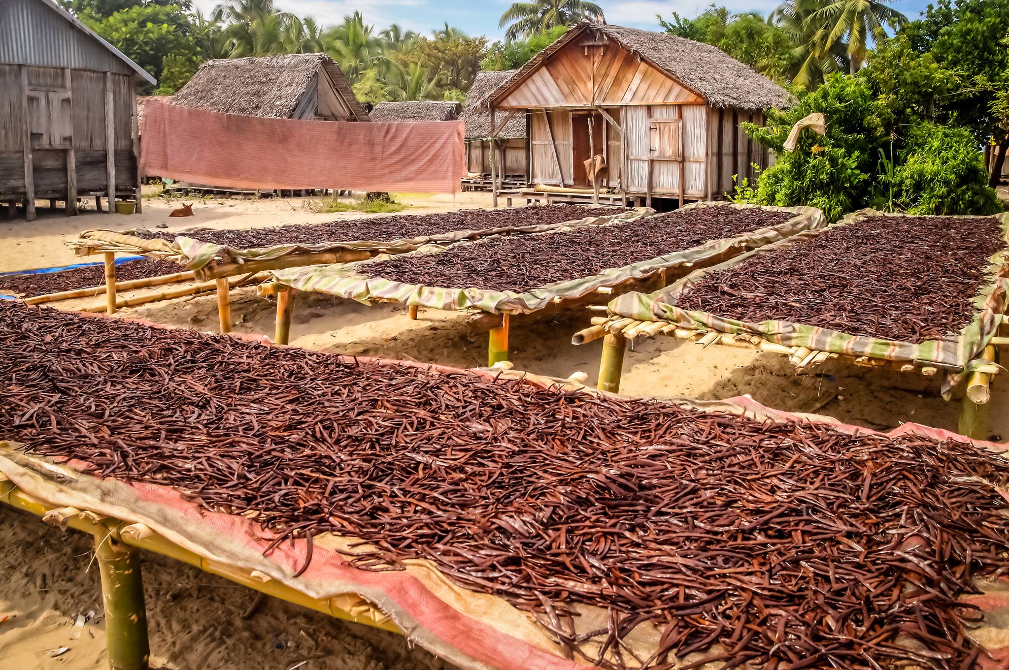 Co-Op Pricing Ugandan Grade A Vanilla Beans (Per Ounce) - Image 9