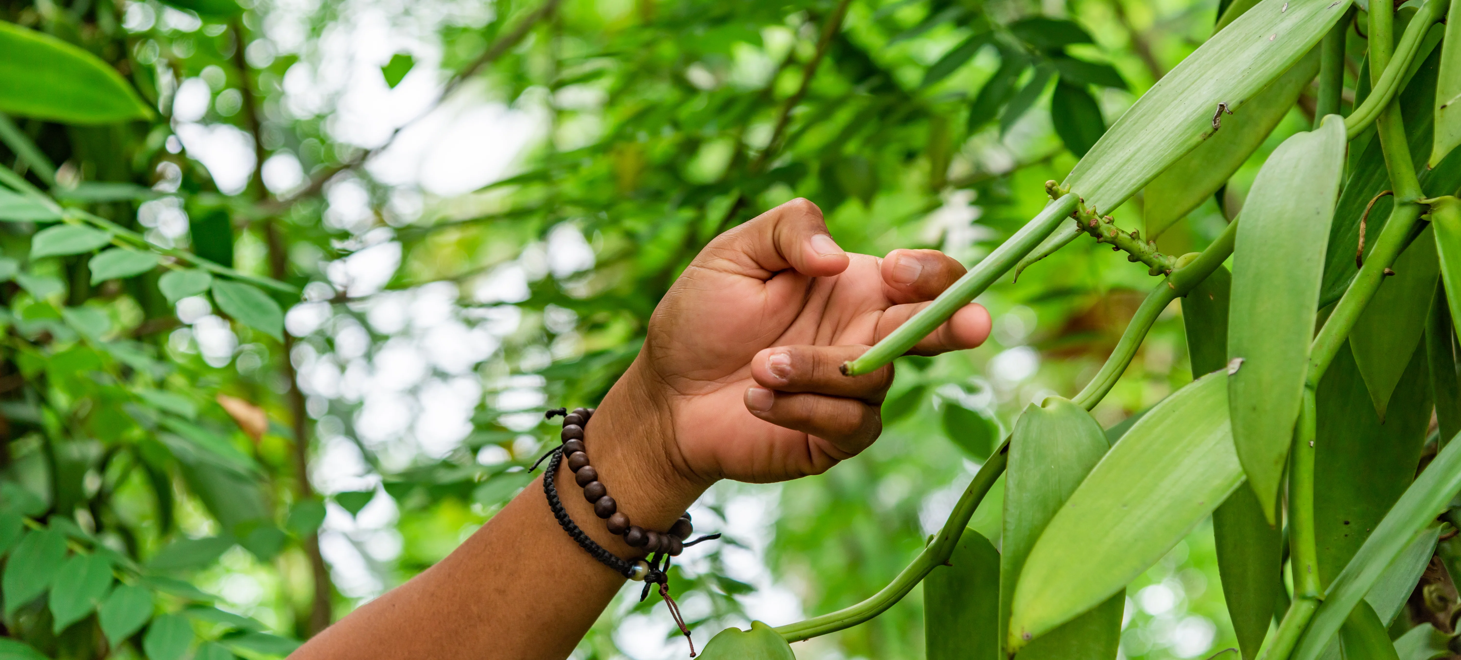 Ecuadorian Vanilla Beans - Whole Grade A Pods for Baking and Extract Making - Image 7