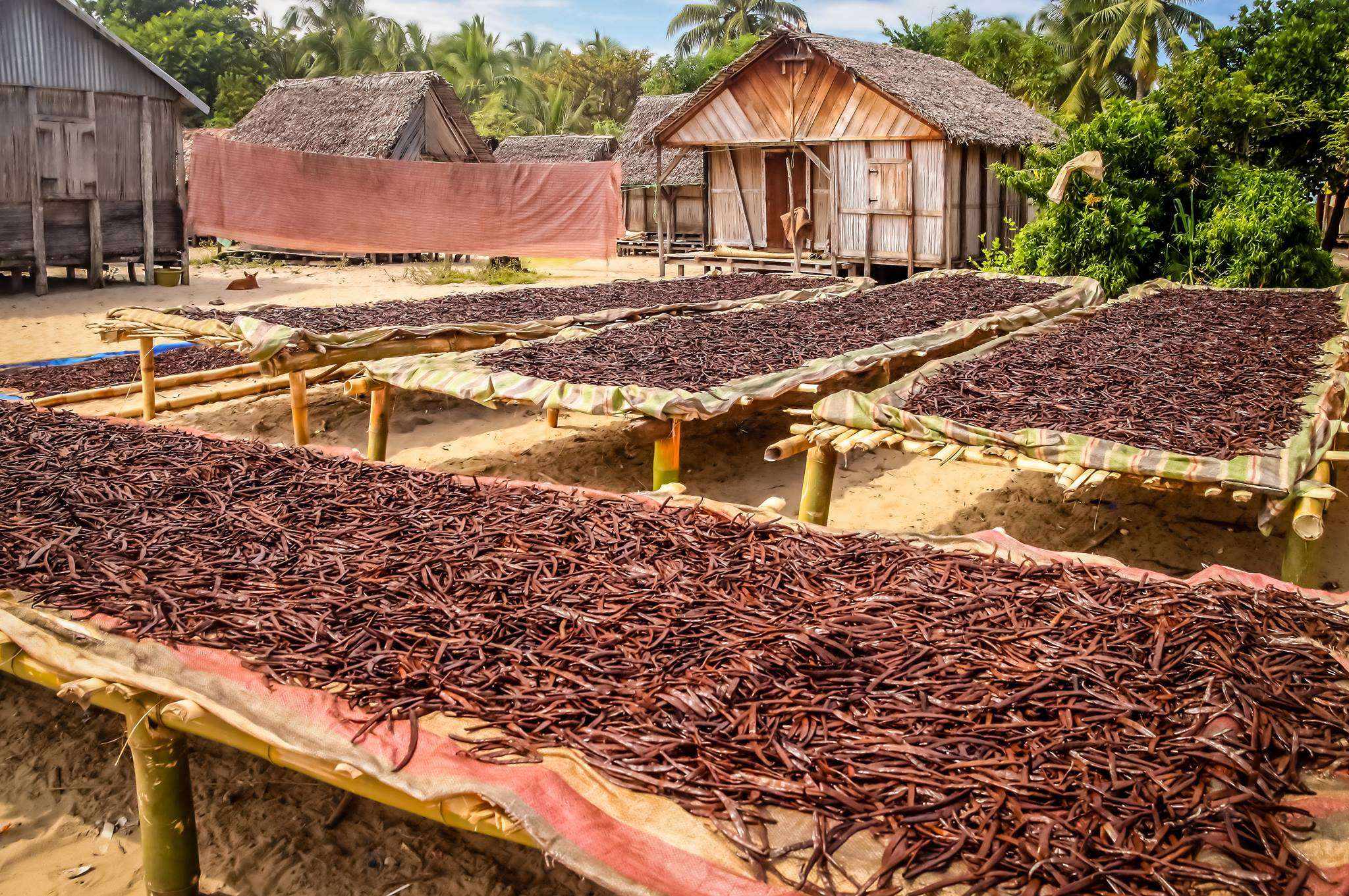 Organic Madagascar Vanilla Beans - Whole Grade B Pods for Extract Making - Image 10
