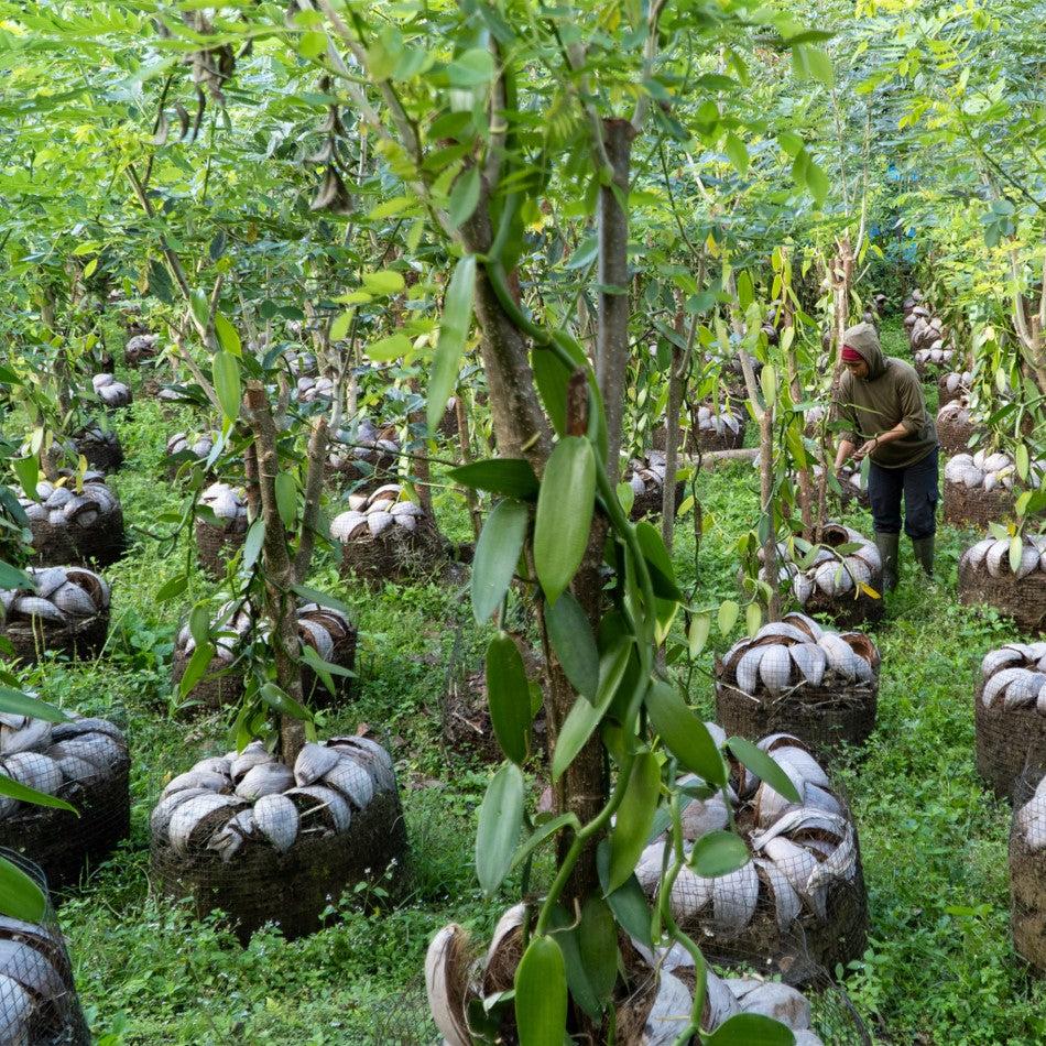 Papua New Guinea Vanilla Beans - Grade A Whole Pods - Image 7