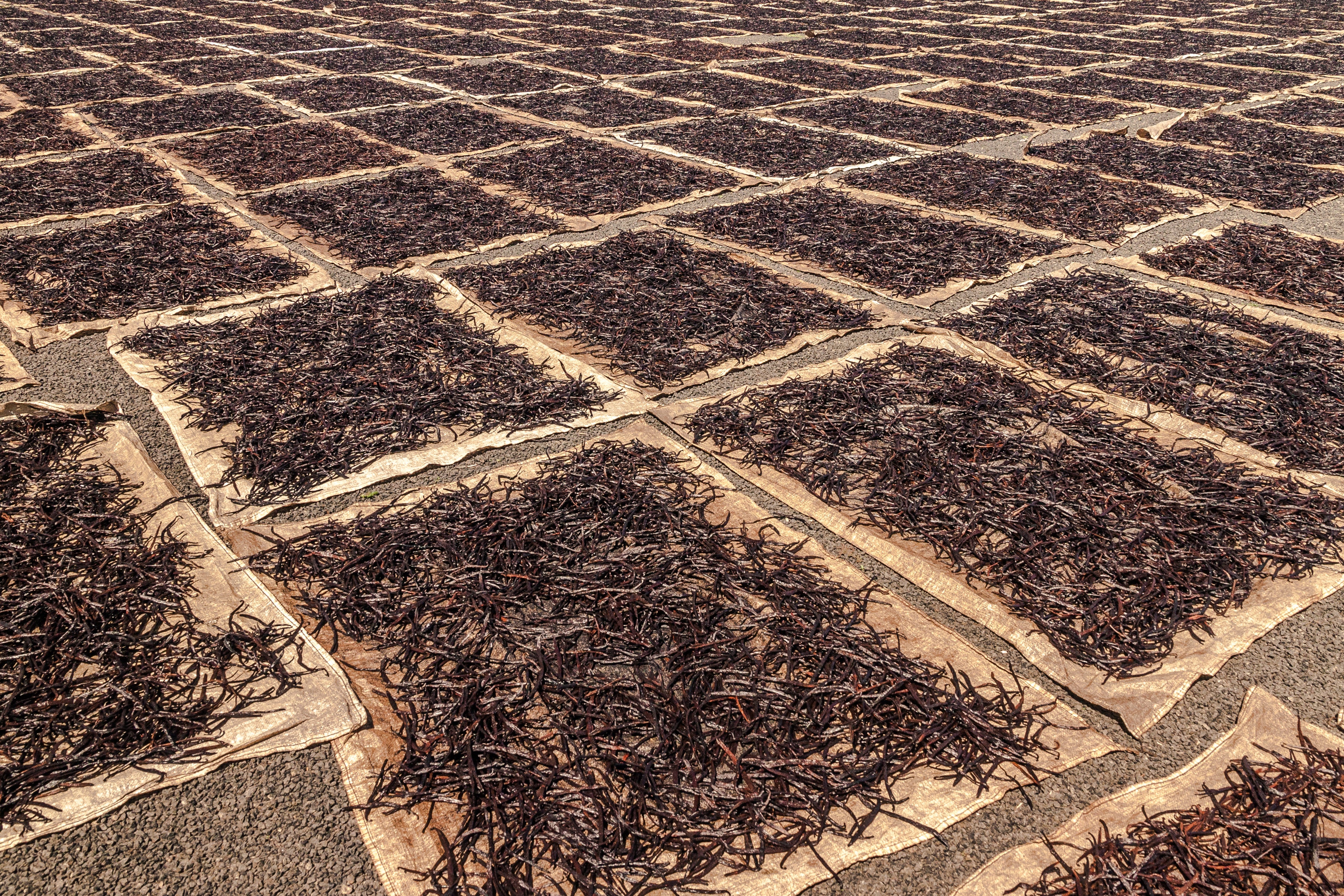 Rwanda Vanilla Beans Grade A Whole Pods - Image 7